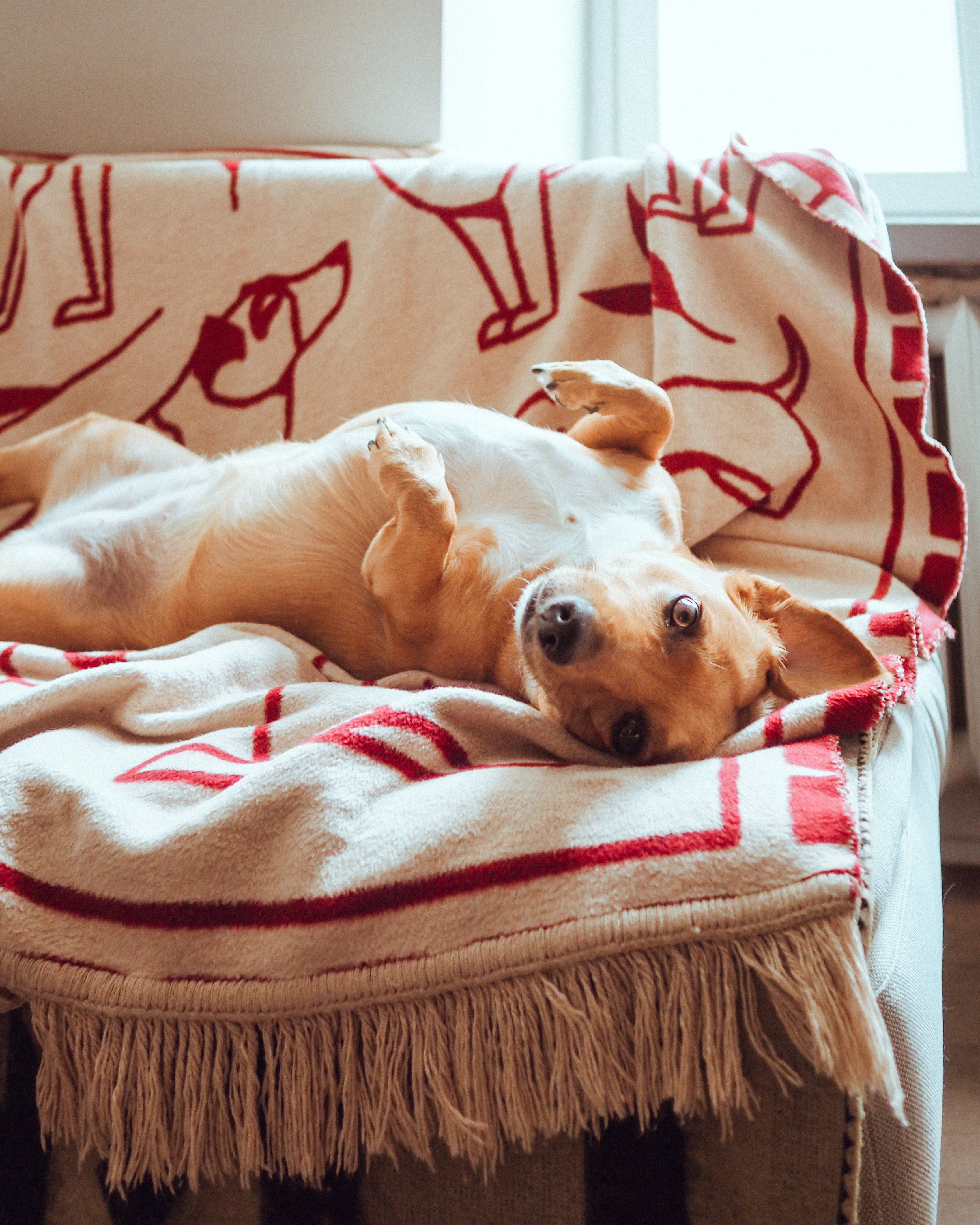 Pawfect Throw